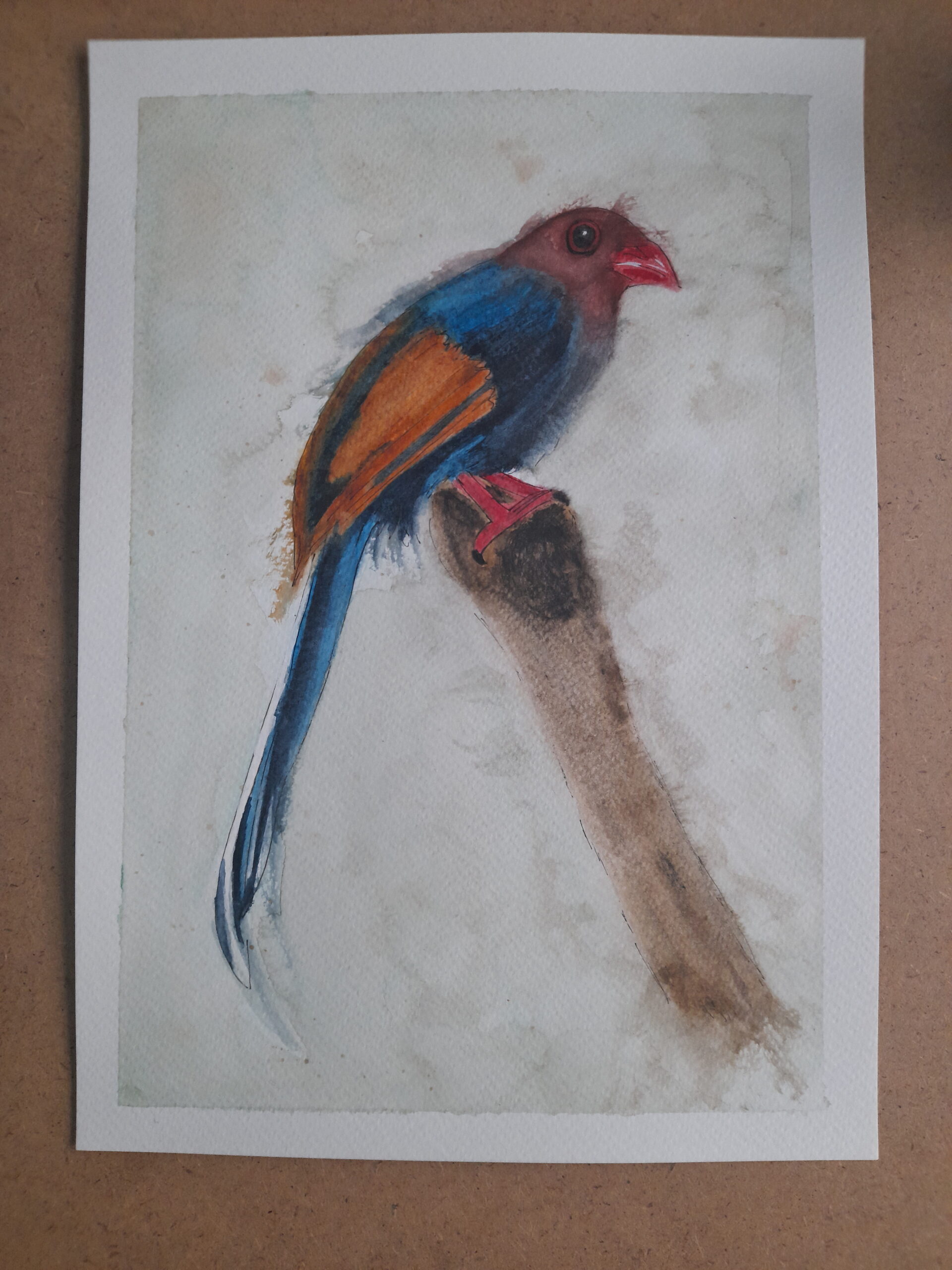 Urocissa ornata_enero26